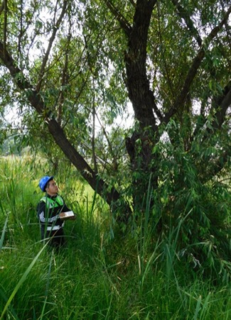 Restauración ecológica